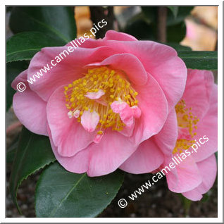 Camellia Hybride 'California Dawn'