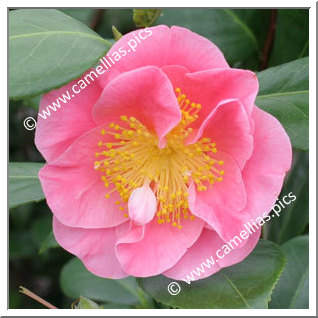 Camellia Hybrid 'California Dawn'