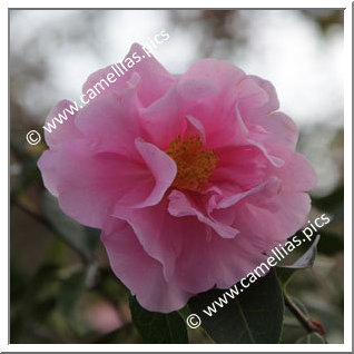 Camellia Hybride 'California Sunrise'