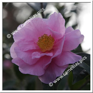 Camellia Hybride 'California Sunrise'