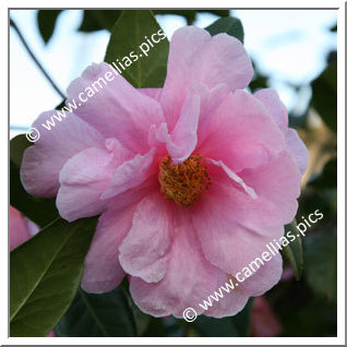 Camellia Hybrid 'California Sunrise'