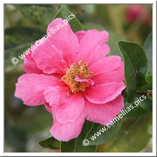 Camellia Hybride C.reticulata 'California Sunset'