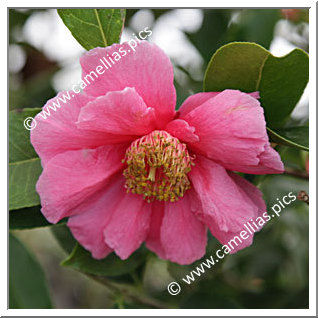 Camellia Hybrid C.reticulata  'California Sunset'