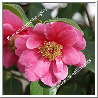 Camellia Hybrid C.reticulata  'California Sunset'