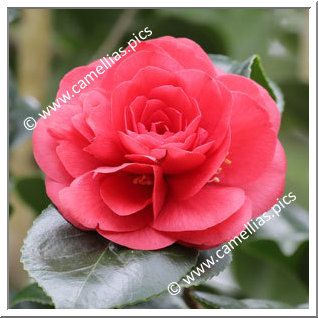 Camellia Japonica 'Calliope (Fiaes)'