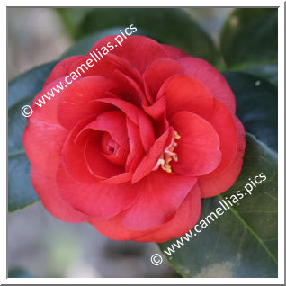 Camellia Japonica 'Calliope (Fiaes)'