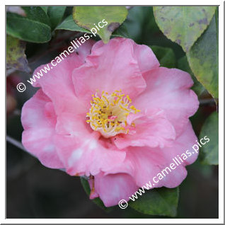 Camellia Japonica 'Pink Calusaut'