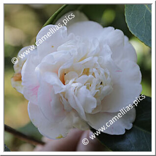 Camellia Japonica 'Calypso Vera'