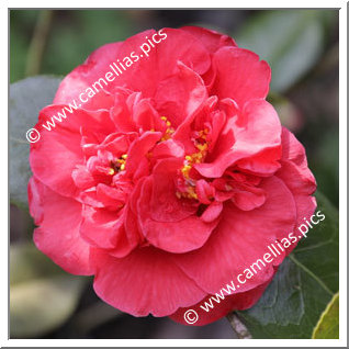 Camellia Japonica 'Général Cambronne '