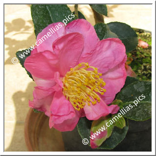 Camellia Sasanqua 'Camille'