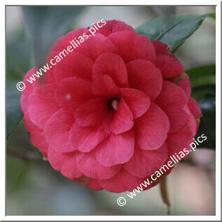 Camellia Japonica 'Camöes (João José Gomes)'