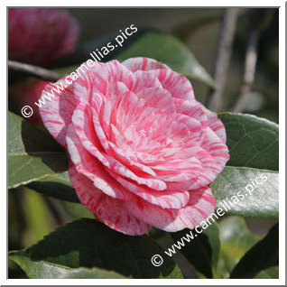 Camellia Japonica 'Campari'