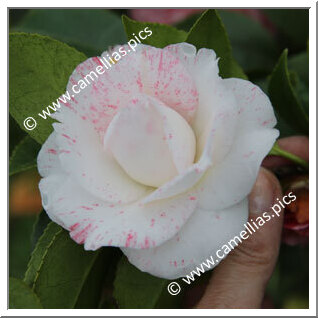 Camellia Japonica 'Campari White'