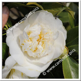 Camellia Japonica 'Campbellii'