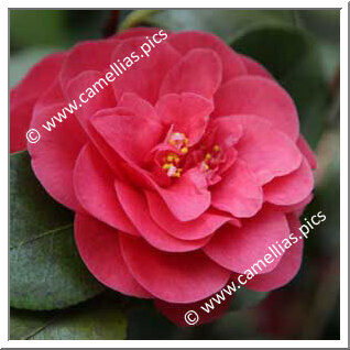 Camellia Japonica 'Campbellii (Guichard)'