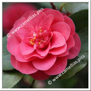 Camellia Japonica 'Campbellii (Guichard)'
