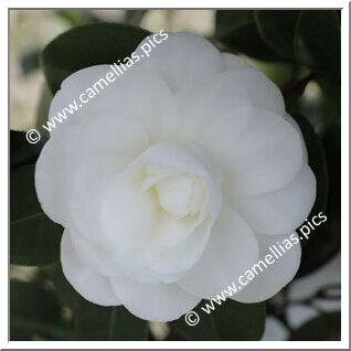 Camellia Japonica 'Campsii'