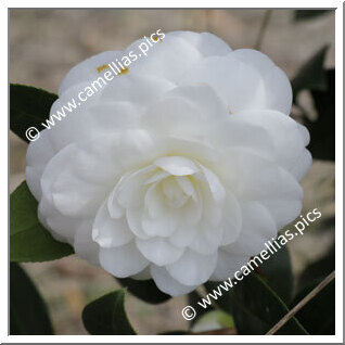 Camellia Japonica 'Campsii'