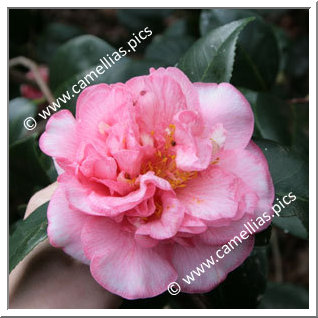 Camellia Japonica 'Can Can'