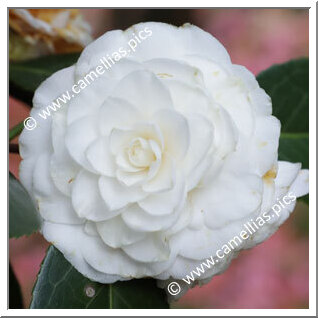 Camellia Japonica 'Candidissima'