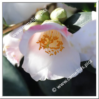 Camellia Hybrid 'Candle Glow'