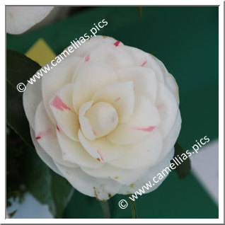 Camellia Japonica 'Candy Cane'