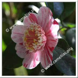 Camellia Japonica 'Candy Mint'