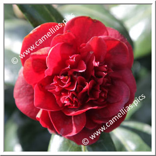 Camellia Japonica 'Canterbury'