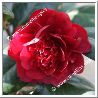 Camellia Japonica 'Canterbury'