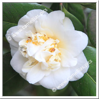 Camellia Japonica 'Caprice'