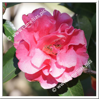 Camellia Reticulata 'Captain Rawes'