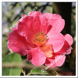 Camellia Reticulata 'Captain Rawes'