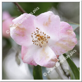 Camellia Hybride 'Captured Enriches'