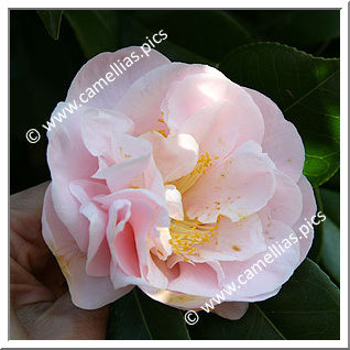 Camellia Japonica 'Cara Mia'