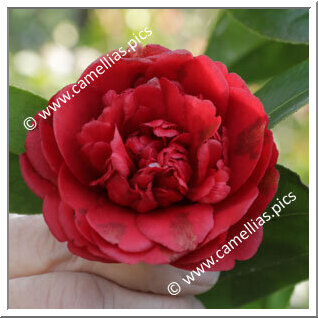 Camellia Japonica 'Carbonara'