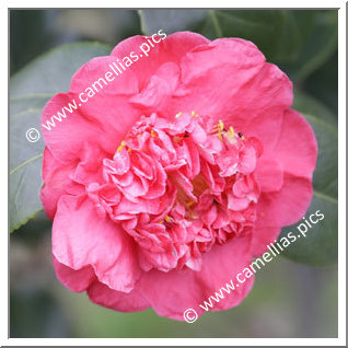 Camellia Japonica 'Cardinal's Cap'