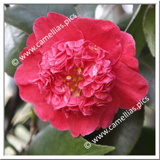 Camellia Japonica 'Cardinal's Cap'