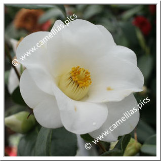 Camellia Japonica 'Carina'
