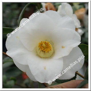 Camellia Japonica 'Carina'