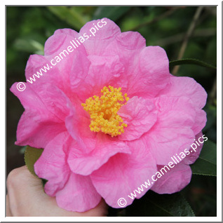 Camellia Hybrid 'Carl Tourje'