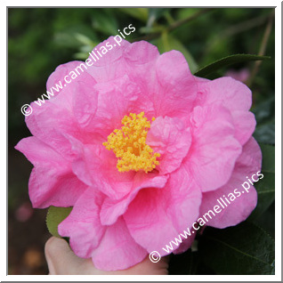 Camellia Hybride 'Carl Tourje'