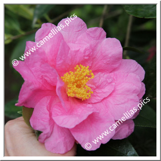 Camellia Hybride 'Carl Tourje'