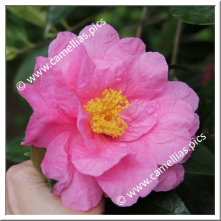 Camellia Hybrid 'Carl Tourje'