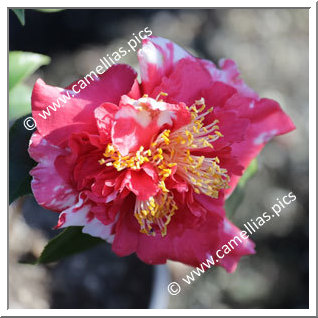 Camellia Japonica 'Clarise Carleton Variegated'