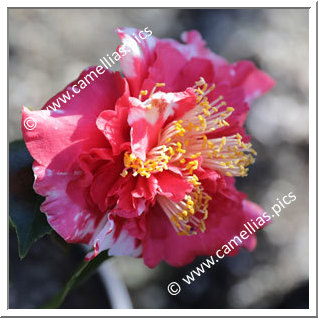 Camellia Japonica 'Clarise Carleton Variegated'