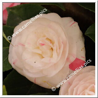 Camellia Japonica 'Carlo Schmitz'