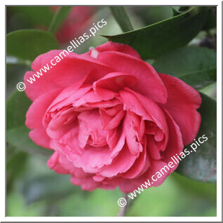 Camellia Japonica 'Carlotta Grisi'