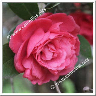 Camellia Japonica 'Carlotta Grisi'