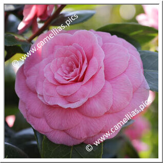 Camellia Japonica 'Carlotta Nencini'