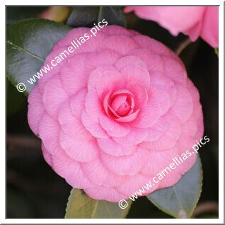 Camellia Japonica 'Carlotta Nencini'